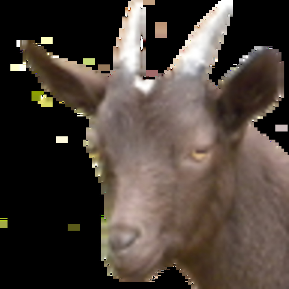 Meet your Posher, The goat